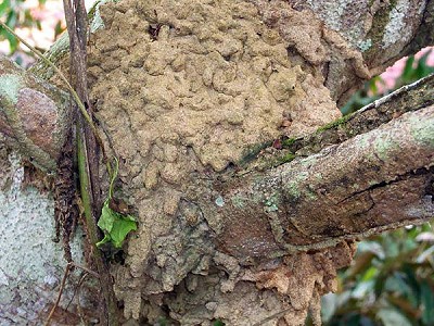 Aborial Nests