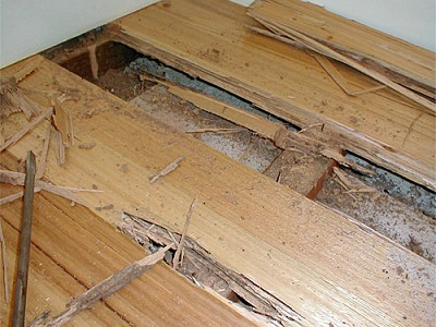 Damaged wood