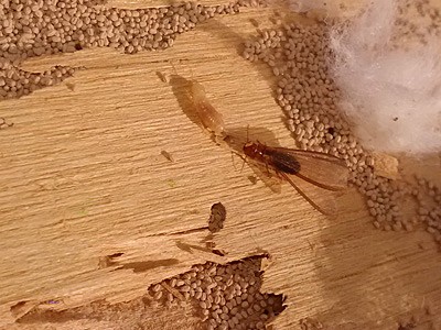 Drywood Termite Singapore - Pentapest