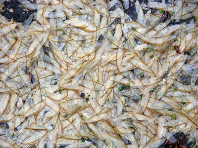 Shed Wings