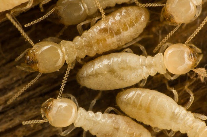 Sub Termites
