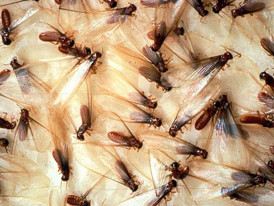 Swarmers